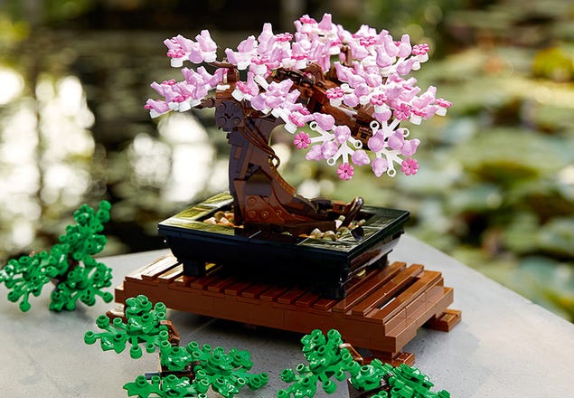 bonsai3
